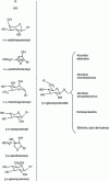 Figure 5 - Structure of the main flavor precursor diglycosides identified in plants
