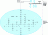 Figure 2 - Polysaccharide fractions of acacia gum: Wattle Blossom presentation