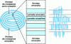 Figure 5 - Schematic representation of the structure of a starch granule, from [24]