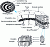 Figure 6 - Schematic diagram of the starch granule structure, from [19]