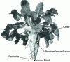 Figure 1 - Sugar beet