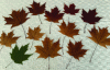Figure 6 - Characteristic sugar maple leaves (courtesy of Robert Claveau)