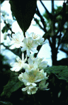 Figure 7 - Coffee flowers (photo M. Barel)
