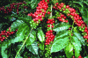 Figure 8 - Coffee cherries (photo: M. Barel)