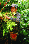 Figure 9 - Manual coffee harvesting (Mexico) (Photo: M. Barel)