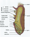 Figure 1 - Wheat grain and husks