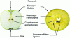 Figure 1 - Longitudinal and transverse sections of an apple