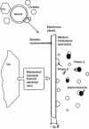 Figure 11 - The role of the plasma membrane in biological cell nucleation