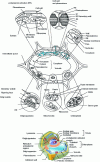 Figure 3 - Diagram of a plant cell and its wall