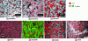 Figure 2 - Cheese microstructure (from [4])