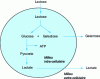 Figure 2 - Simplified diagram of homofermentative metabolism reactions in yoghurt lactic acid bacteria