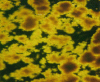 Figure 13 - Agglomerated stearin crystals during crystallization of anhydrous milk fat, Tirtiaux