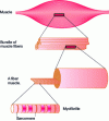 Figure 5 - General muscle organization