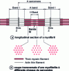 Figure 6 - Simplified structure of a myofibril