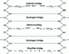 Figure 1 - Types of links between protein chains 