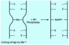 Figure 12 - Phosphate action on a spacer bond at a pH above the isoelectric point 