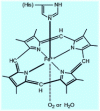 Figure 15 - Heme-globin binding