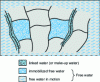 Figure 2 - Water in the muscle