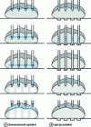 Figure 4 - Multi-needle Spray (doc. Metalquimia)