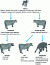 Figure 6 - The different categories of cattle