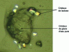 Figure 4 - Observation of crystals in ice cream, with the ×10 objective, under polarized light (courtesy of S. Roustel, R&D department, ENILBIO, Poligny).