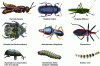 Figure 2 - Main insects used for human consumption