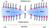 Figure 7 - Gibbs-Marangoni effect [2]