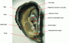Figure 1 - Anatomy of a Marennes-Oleron oyster