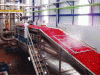 Figure 3 - Tomato sorting and washing conveyor (courtesy of SH Biaugeaud)