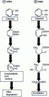 Figure 5 - Illustration of catechol degradation following the ortho or meta pathway (F.H. Chapelle, 1993 [11])