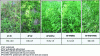 Figure 10 - Photo of plots after three months of cultivation and number of plant species per m2 according to conditions