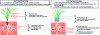 Figure 5 - Phytostabilization and phytoextraction processes (Dumat, 2014)