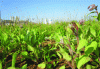 Figure 8 - Borage cultivated on an industrial wasteland, historical lead pollution induced by a recycling activity