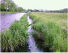 Figure 16 - Vegetated bank with spawning ground on reach 41 of the Canal des Vosges (source: Christel Fiorina)