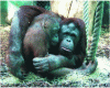 Figure 4 - Orangutans at the Jardin des Plantes in Paris (source: Kezia1)