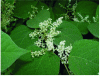 Figure 6 - Japanese knotweed or Fallopia Japonica(source: free)