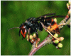 Figure 7 - Asian hornet or Vespa velutina(source: Jean Haxaire)