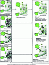 Figure 10 - Various diagnostics enable us to propose different scenarios depending on the desired objectives; the grey area corresponds to the urbanized part (in [61]).