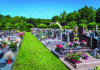 Figure 10 - Grassing of a secondary alley in the Boutigny-sur-Essonne cemetery (91) (© Ophélie Ricci, ARB îdF – 2020)