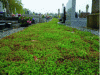 Figure 18 - Sedum carpet in an alley of the Est cemetery in Rennes (35) (© Ville de Rennes – 2013)