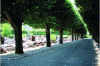 Figure 24 - Alignment of trees in Arcueil cemetery (94) (© Marie Blondel, ARB îdF – 2020)