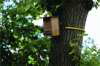 Figure 37 - Chickadee nesting box in the Parisian cemetery of Bagneux (92) (© Marie Blondel, ARB îdF – 2020)