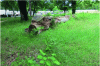 Figure 40 - Dead wood in the Fontainebleau municipal cemetery (77) (© Arp-Astrance, EcoJardin – 2016)