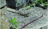 Figure 43 - Wall lizard in the cemetery of Saint-Ouen-l'Aumône (95) (© Emilie Périé – 2020)