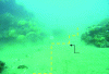 Figure 13 - Boundary flag indicating the underwater route (yellow dotted line) of the structure "slaloming" between the majority of coral reefs to avoid the project's major impacts (photo: S. Pioch).