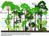 Figure 3 - Profile of an agroforest on the island of Ambon, Moluccan archipelago, Indonesia (F. Léger, 2016)