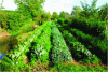 Figure 9 - Juxtaposition of vegetables (Photo ferme du Bec Hellouin)