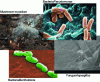 Figure 10 - Example of soil micro-organisms (Sources: mycelium fungus [7], Burkholderia bacteria [8], Pseudomonas bacteria [9] and Aspergillus fungus [10])