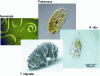 Figure 11 - Example of soil microfauna organisms (Sources: nematode [11], tardigrade [12], protozoan [13], rotifer [14])