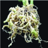 Figure 12 - Example of tomato plant roots necrosed by nematodes [15].